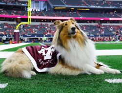 Reveille Back on Track After Eye Surgery