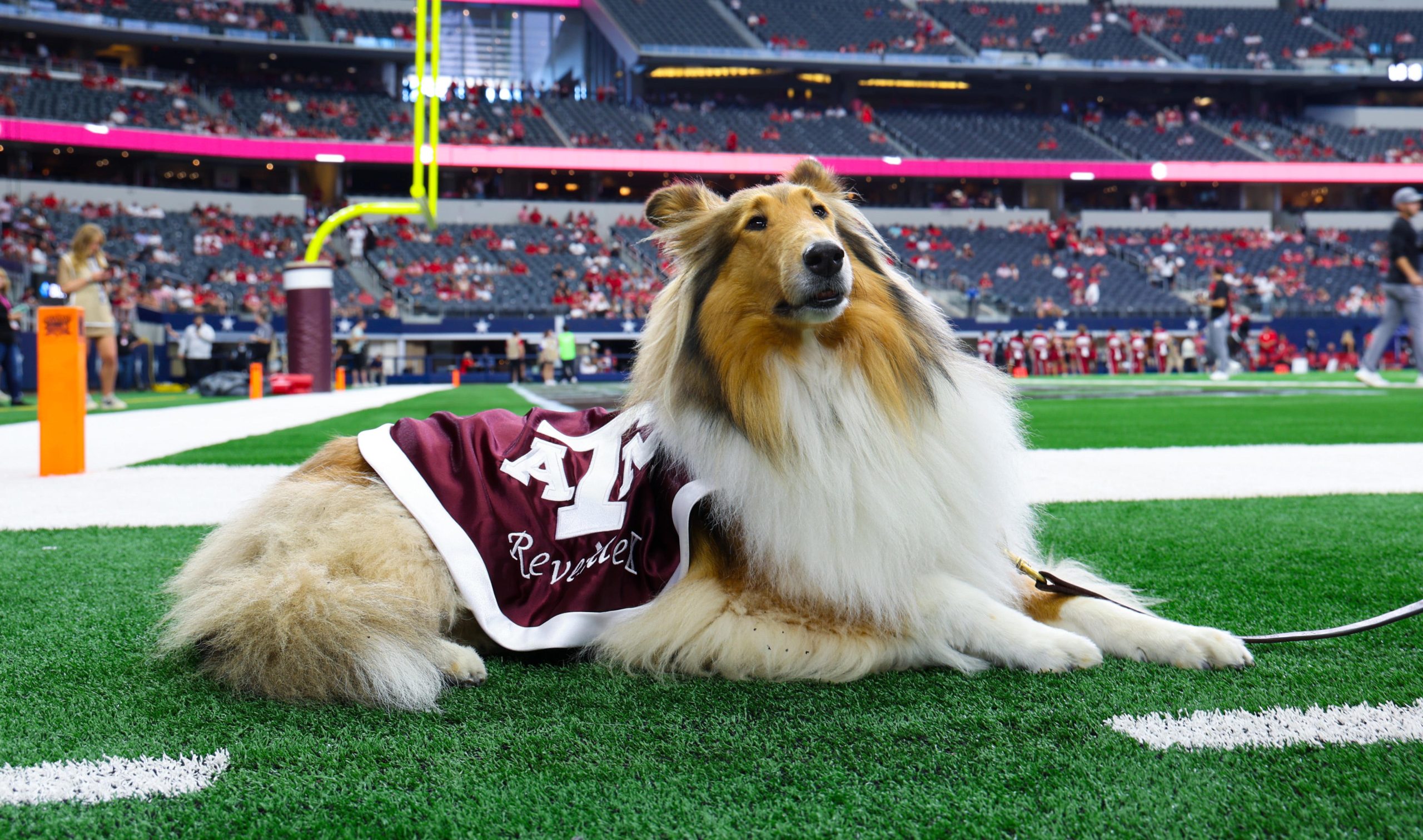 Reveille Back on Track After Eye Surgery