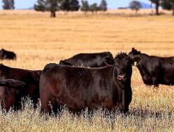 Australia Ends US Beef Import Ban After Trump Tariff Dispute Australia Ends US Beef Import Ban After Trump Tariff Dispute