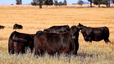 Australia Ends US Beef Import Ban After Trump Tariff Dispute