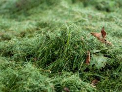 Gardener reveals simple way to make powerful fertilizer from yard waste: ‘All nutrients captured’ Gardener reveals simple way to make powerful fertilizer from yard waste: ‘All nutrients captured’