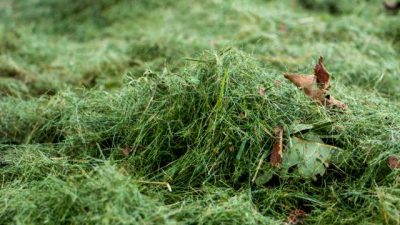 Gardener reveals simple way to make powerful fertilizer from yard waste: ‘All nutrients captured’