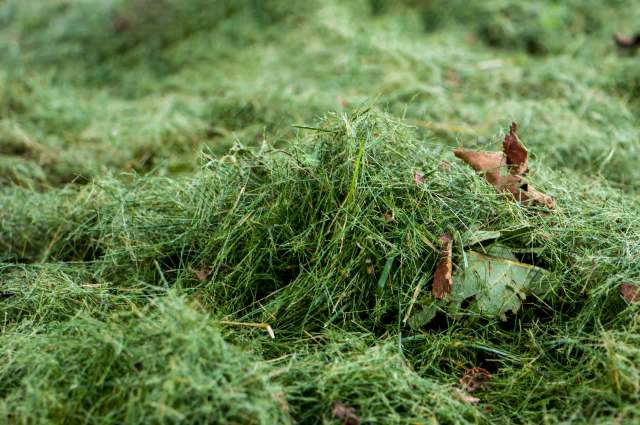 Gardener reveals simple way to make powerful fertilizer from yard waste: ‘All nutrients captured’