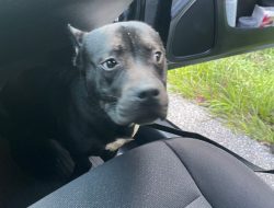 Dog Found Abandoned in Cage on I-275 During Heatwave