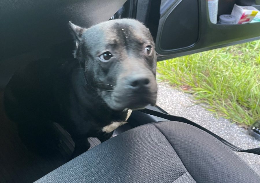 Dog Found Abandoned in Cage on I-275 During Heatwave