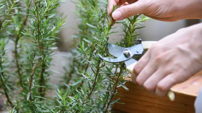 How to Harvest Rosemary Correctly for Continuous Growth