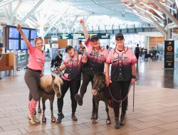 Mini Horses Welcome Travelers at Airport Terminals