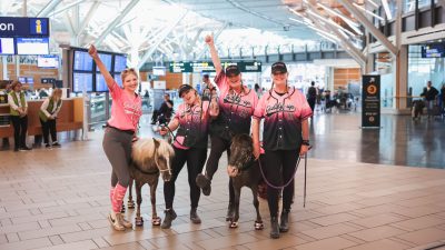 Mini Horses Welcome Travelers at Airport Terminals