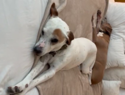 Dog Owner’s Extraordinary Quest to Find Missing Pet After Escape from Houston Boarding Facility