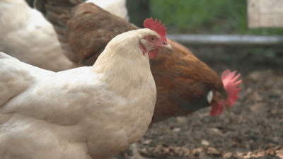 Chattanooga hens get the go-ahead: Backyard chicken ordinance passes first vote