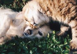 Main Line Animal Rescue’s Pawsitive Happy Hour Sparks Adoption Success