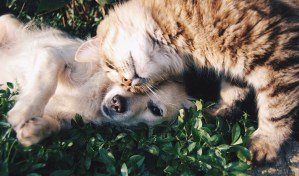 Main Line Animal Rescue’s Pawsitive Happy Hour Sparks Adoption Success