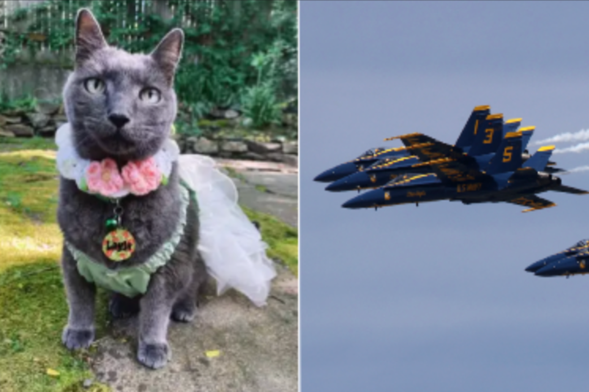 Woman Sues Blue Angels Over Jet Trauma to Dying Cat