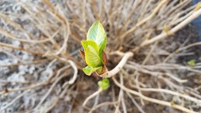 Revive Dying Hydrangeas This Summer