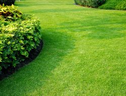 5 Ways to Keep Your Lawn Green in Hot Weather