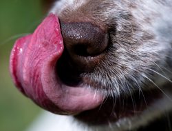 Woman Dies After Dog Lick Following Home Fall Woman Dies After Dog Lick Following Home Fall