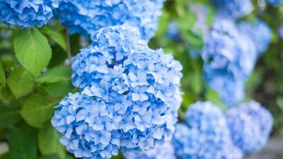 The Secret to Blue Hydrangeas—Gardening Pros Reveal the Trick