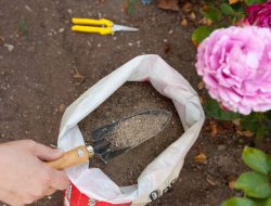 Top 10 Organic Fertilizers to Enhance Plant Growth Naturally