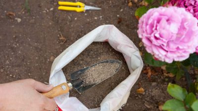 Top 10 Organic Fertilizers to Enhance Plant Growth Naturally