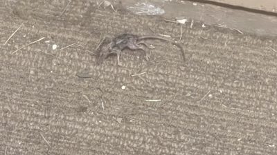 Garfield Heights Residents Frustrated by Rodents, Trash, and Damaged Mailboxes