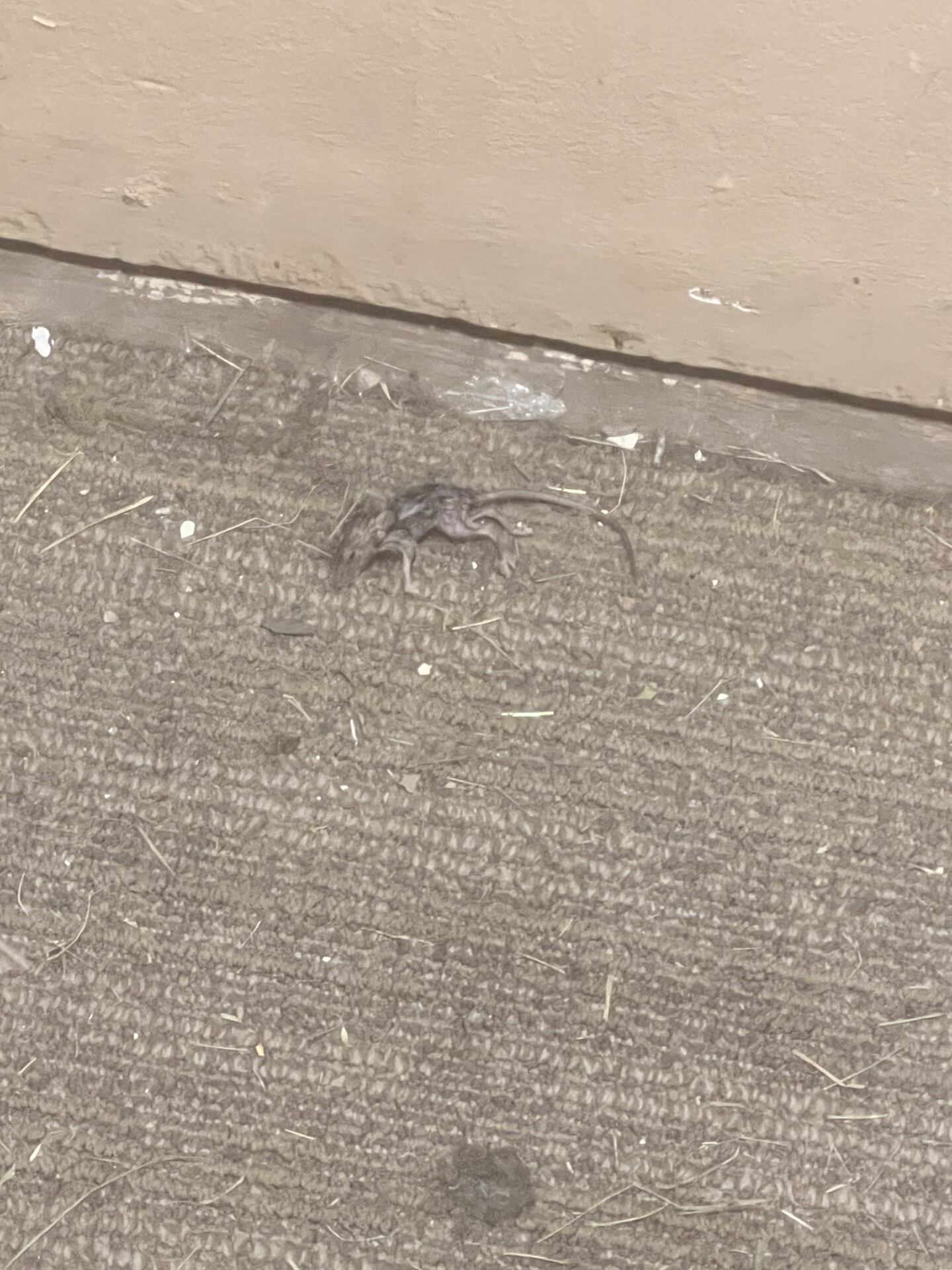 Garfield Heights Residents Frustrated by Rodents, Trash, and Damaged Mailboxes