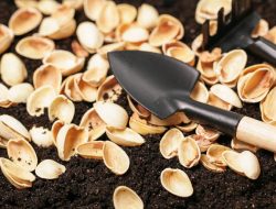 Keep Garden Pests Away With This Smart Pistachio Shell Trick