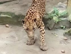 Jaguar Kurus di Ragunan Viral, Kebun Binatang Angkat Bicara Jaguar Kurus di Ragunan Viral, Kebun Binatang Angkat Bicara