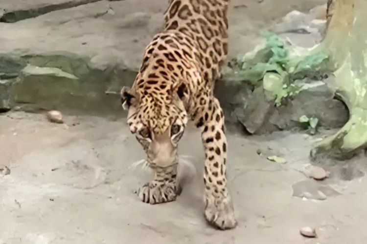 Jaguar Kurus di Ragunan Viral, Kebun Binatang Angkat Bicara
