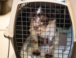 Over 160 Dogs Rescued from Puppy Mill, Recovering in Michigan