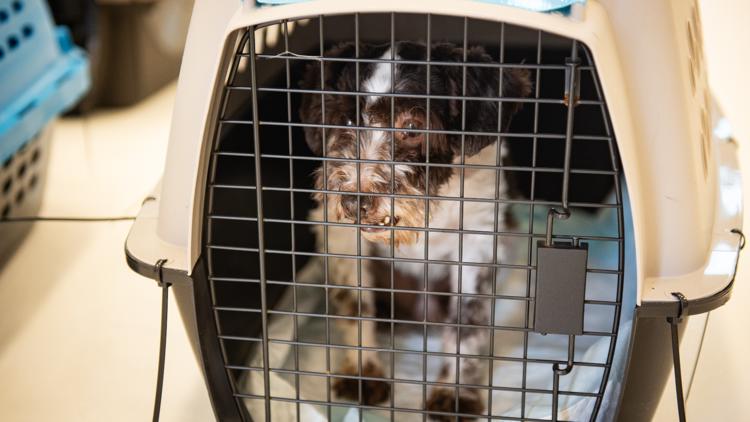 Over 160 Dogs Rescued from Puppy Mill, Recovering in Michigan