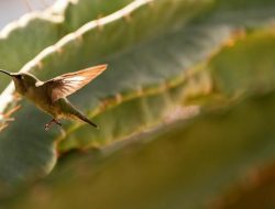 Sedona’s 11th Annual Hummingbird Festival Kicks Off This Weekend