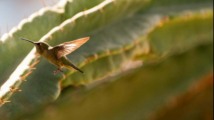 Sedona’s 11th Annual Hummingbird Festival Kicks Off This Weekend