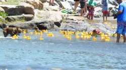 Uncompahgre Rubber Ducky Race Kicks Off Thursday