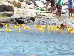 Uncompahgre Rubber Ducky Race Kicks Off Thursday
