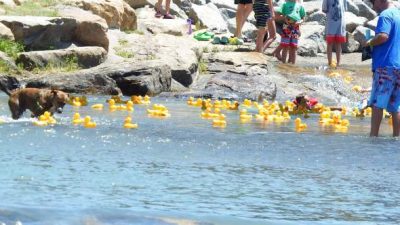 Uncompahgre Rubber Ducky Race Kicks Off Thursday