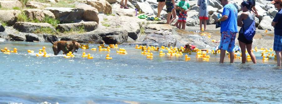 Uncompahgre Rubber Ducky Race Kicks Off Thursday