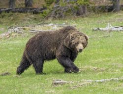 Hiker Survives Grizzly Attack in Alaska’s Wilderness Hiker Survives Grizzly Attack in Alaska’s Wilderness