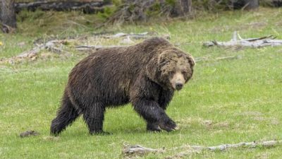 Hiker Survives Grizzly Attack in Alaska’s Wilderness