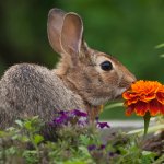13 Humane Ways to Protect Your Garden from Animals