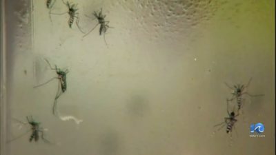 Hampton Roads Ranks Among Nation’s Worst Mosquito Hotspots