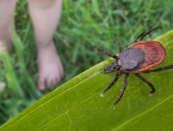The Secret to Keeping Ticks Out of Your Yard