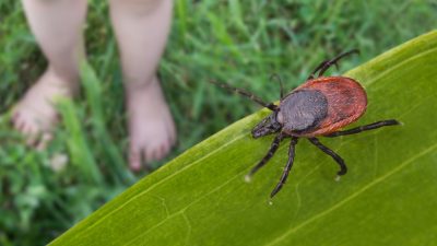 The Secret to Keeping Ticks Out of Your Yard