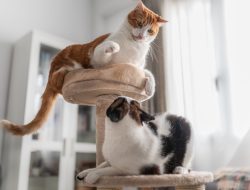 Sly Cat’s Ninja-Like Attack on Sibling Stuns All