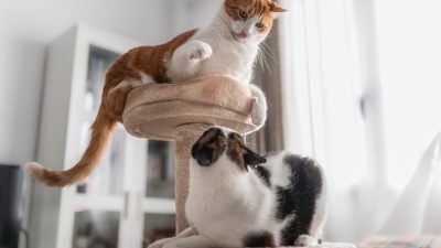 Sly Cat’s Ninja-Like Attack on Sibling Stuns All