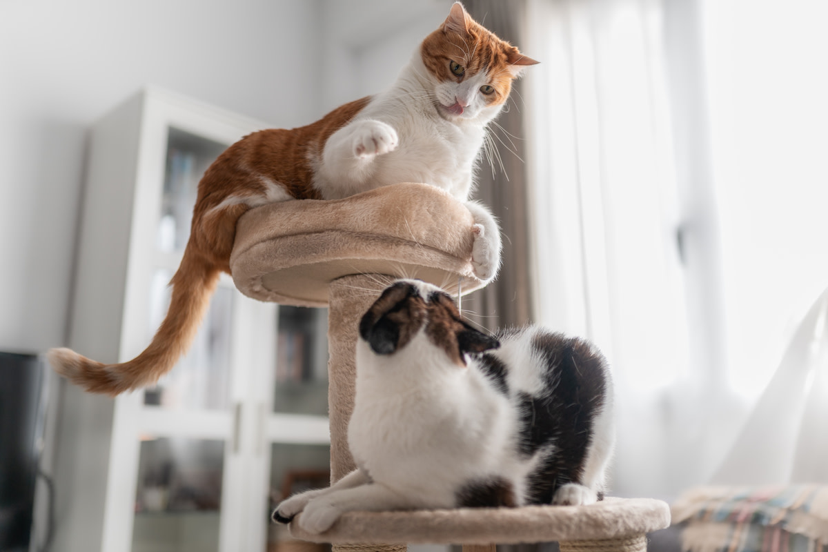 Sly Cat’s Ninja-Like Attack on Sibling Stuns All