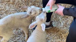 Keep People Away From Lambs, Farmers Advised
