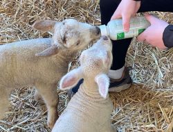 Keep People Away From Lambs, Farmers Advised