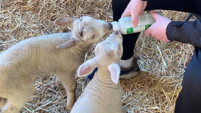 Keep People Away From Lambs, Farmers Advised