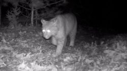 Resident Stunned by Trail Camera’s Elusive Backyard Sighting: ‘Like Winning the Lottery’