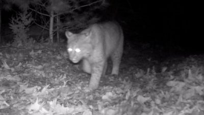 Resident Stunned by Trail Camera’s Elusive Backyard Sighting: ‘Like Winning the Lottery’
